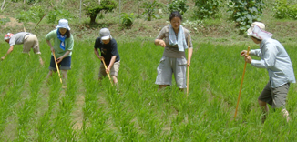 草取り その３