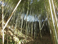 画像の説明