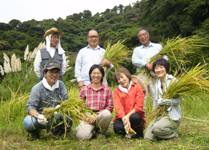 マイファーム委員会・葉山の稲刈り